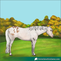 Horse Color:Silver Brown Dun Appaloosa 