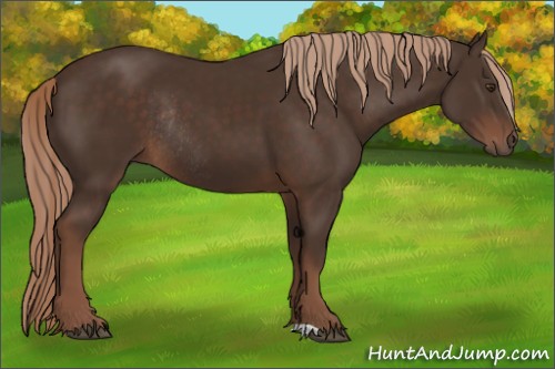 Horse Color:Liver Chestnut Rabicano