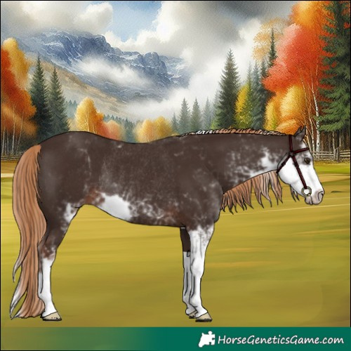 Horse Color:Liver Chestnut Sabino Rabicano 