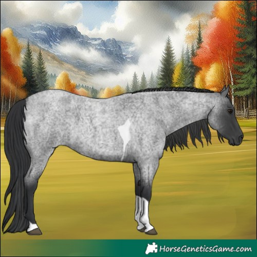 Horse Color:Blue Roan Tobiano