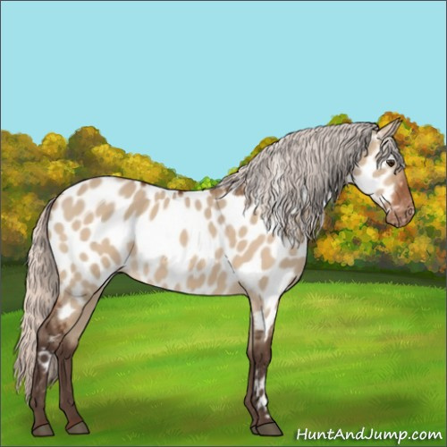 Horse Color:Silver Brown Dun Appaloosa 
