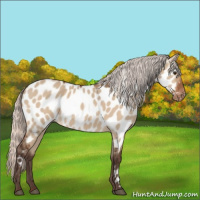 Horse Color:Silver Brown Dun Appaloosa