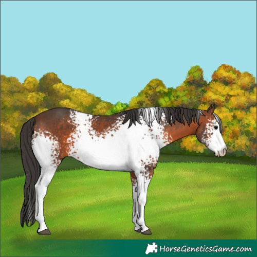 Horse Color:White Spotted Brown 
