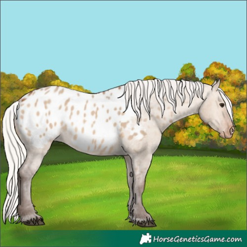 Horse Color:Silver Brown Dun Appaloosa 
