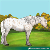 Horse Color:Silver Brown Dun Appaloosa 