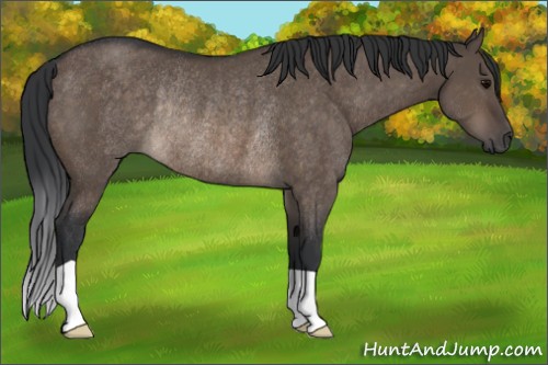 Horse Color:Brown Dun Rabicano 