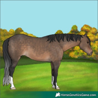 Horse Color:Brown Dun 