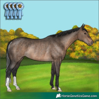 Horse Color:Brown Dun Rabicano 