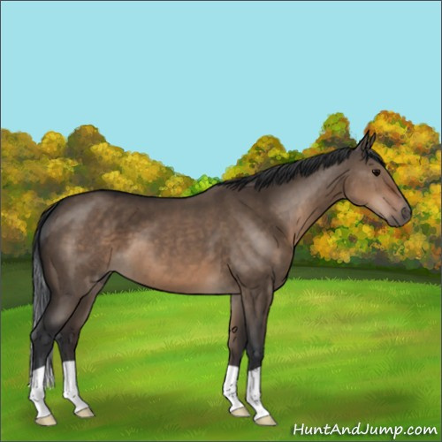 Horse Color:Brown Dun 