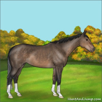 Horse Color:Brown Dun