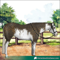 Horse Color:White Spotted Silver Buckskin 