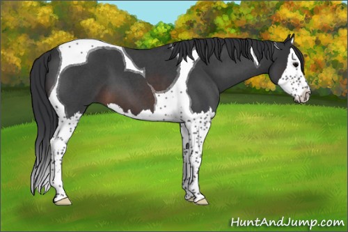 Horse Color:Brown Roan Splash Tobiano 