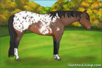 Horse Color:Bay Roan Tobiano Appaloosa 