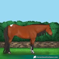 Horse Color:Bay Tobiano Rabicano 
