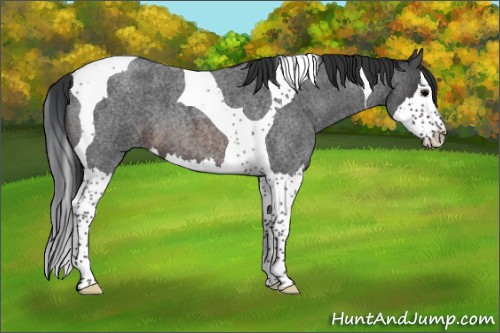 Horse Color:Brown Roan Splash Tobiano