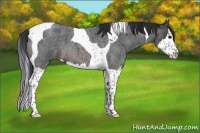 Horse Color:Brown Roan Splash Tobiano