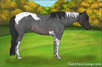 Horse Color:Brown Roan Tobiano 