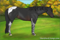 Horse Color:Brown Tobiano 