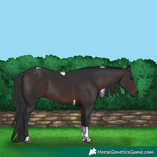 Horse Color:Brown Tobiano Rabicano