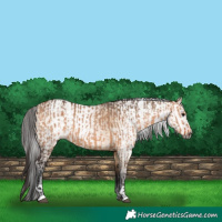 Horse Color:Bay Dun  and Gray Bay Dun 