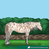 Horse Color:Bay Dun  and Bay Dun Near Leopard 