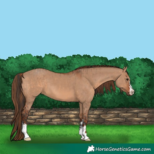 Horse Color:Bay Dun  and Red Dun 