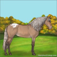 Horse Color:Silver Brown Roan Dun Varnish 