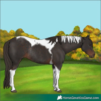 Horse Color:Liver Chestnut Tobiano Rabicano