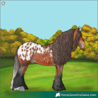 Horse Color:Bay Appaloosa