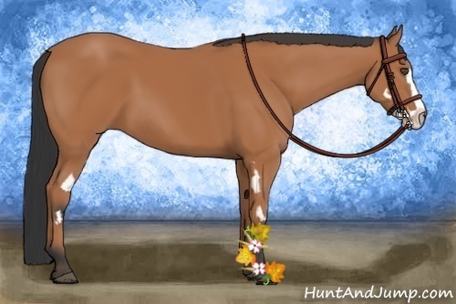 Horse Color:Bay Splash Frame
