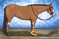 Horse Color:Bay Splash Frame 