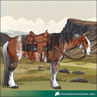 Horse Color:White Spotted Bay 