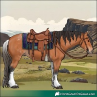 Horse Color:White Spotted Bay 