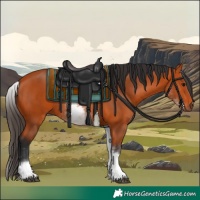 Horse Color:White Spotted Bay 