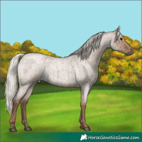 Horse Color:Silver Grullo Roan Brindle 