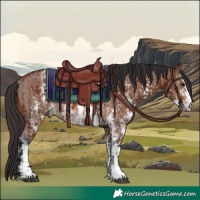 Horse Color:Brown Sabino Rabicano  and Brown Sabino Rabicano 