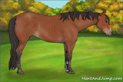 Horse Color:Bay Sabino Rabicano  and Bay Sabino Rabicano 