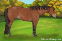 Horse Color:Bay Sabino Rabicano  and Bay Sabino Rabicano 