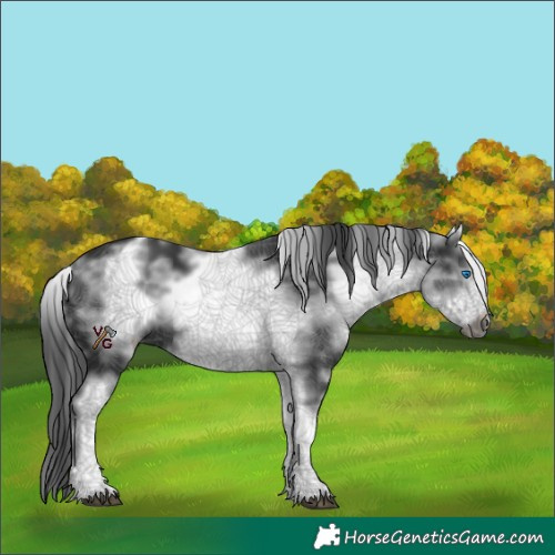 Horse Color:White Spotted Black Frame 