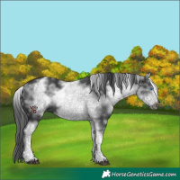 Horse Color:White Spotted Black Frame