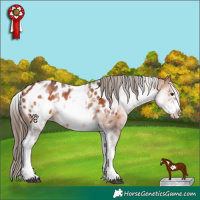 Horse Color:White Spotted Bay Frame Appaloosa 