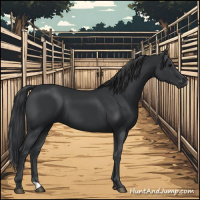 Horse Color:Black 