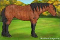 Horse Color:Bay Sabino Rabicano  and Bay Sabino Rabicano 