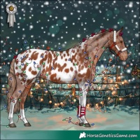 Horse Color:Chestnut Tobiano Appaloosa 