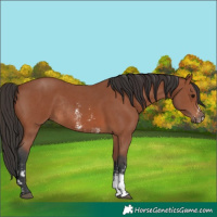 Horse Color:Bay Sabino Rabicano and Bay Sabino Rabicano