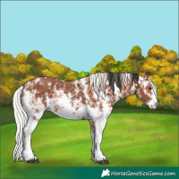 Horse Color:Bay Sabino Rabicano and Silver Bay Sabino Rabicano
