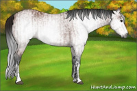 Horse Color:Gray Bay Sabino Rabicano  and Gray Bay Sabino Rabicano 