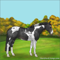 Horse Color:Black Sabino Tobiano 