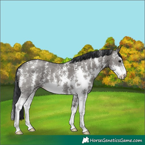 Horse Color:Grullo Sabino 