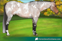 Horse Color:White Spotted Brown Roan 